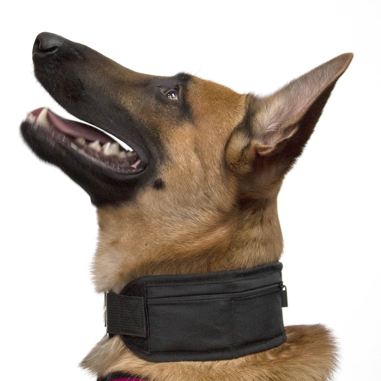 
                  
                    FIT COLLAR, Weighted Collar for Dogs
                  
                